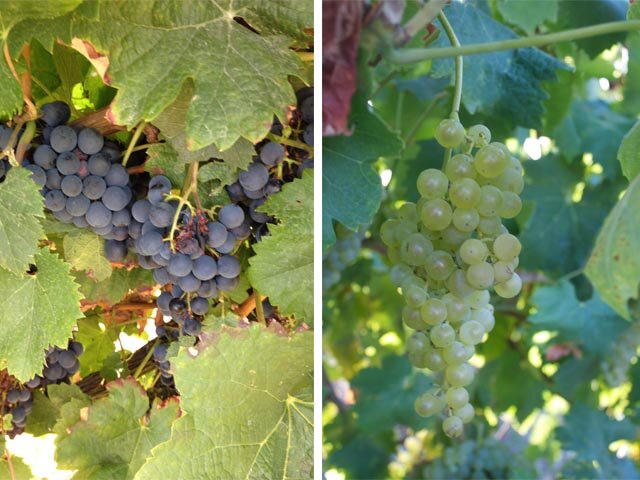 Cognac Grapes