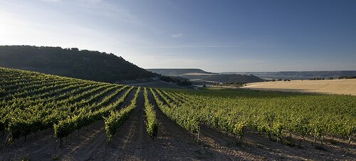 Ribera del Duero
